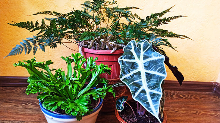 Эти растения я купила зимой, но у меня есть увлажнитель и подсветка. Фото автора