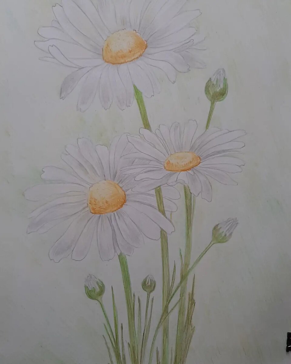 Рисунки цветы для срисовки