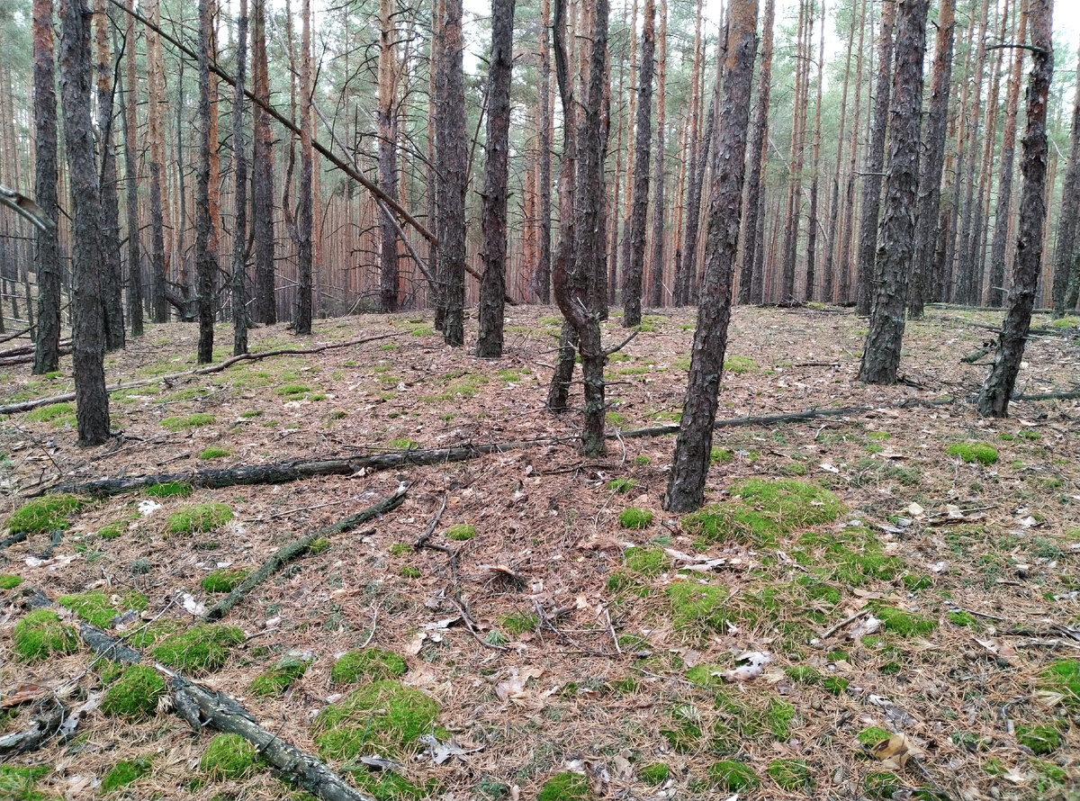 Ровных участков почти нет, сплошные холмы