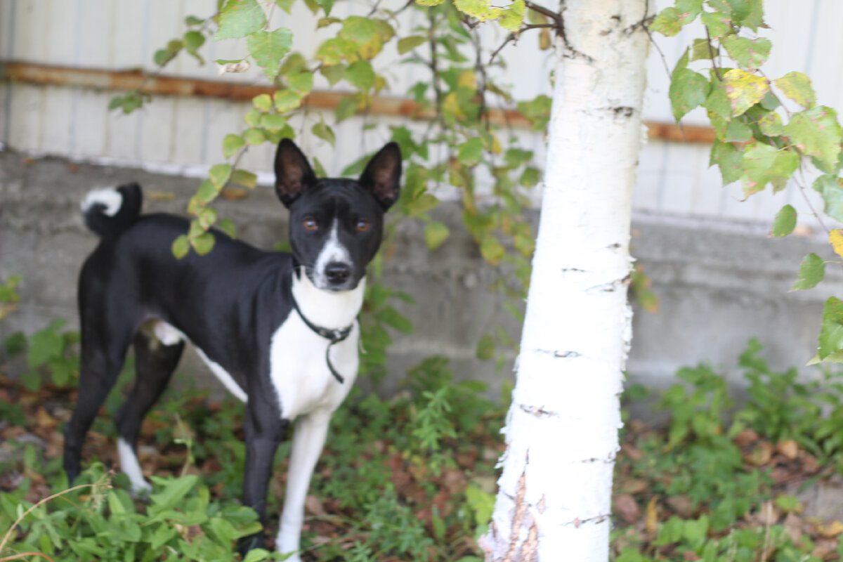 Не сфокусировалось, но допустим. 