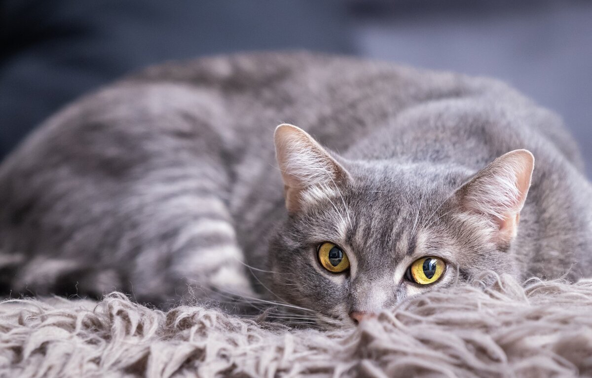 фото яндекс.картинки