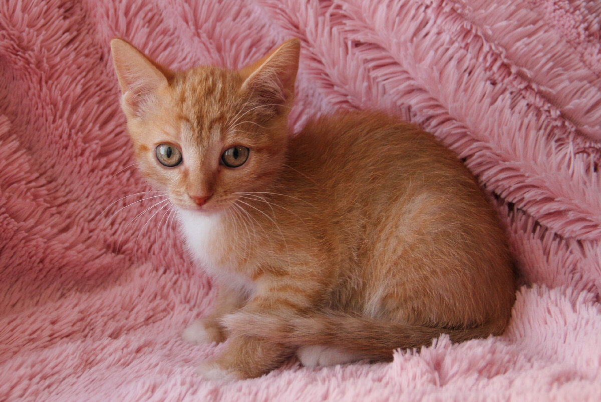 Вот такой оладушек вышел