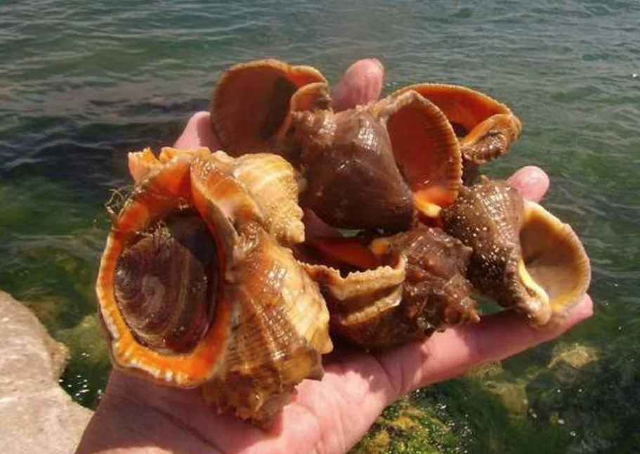 #beach #shells #horizon #water #ocean #landscape #travels Фотографии, Морские ра