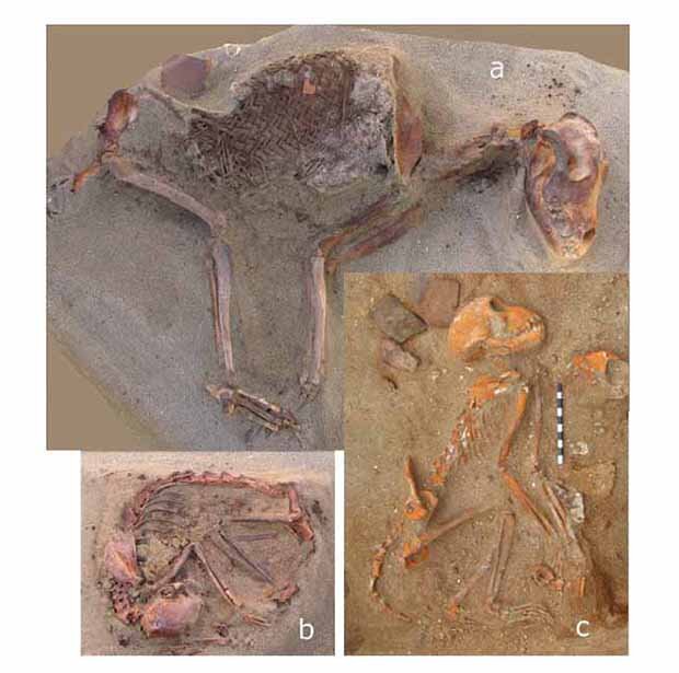 Останки собаки (a), кошки (b) и обезьяны (c). Положение тел соответствует позам спящих животных / Marta Osypinska et al. / World Archaeology, 2021