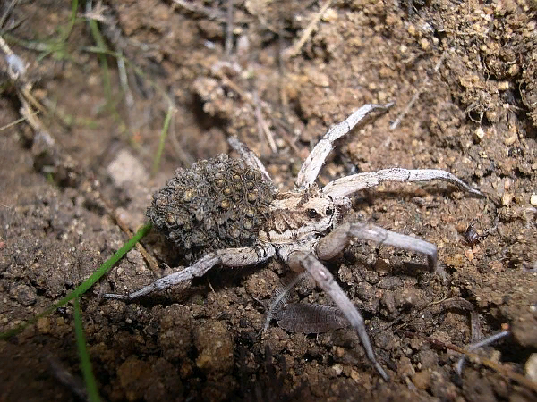 Апулийский тарантул (лат. Lycosa tarantula). https://ru.wikipedia.org/wiki/Апулийский_тарантул#/media/Файл:Lycosa_Tarantula.jpg