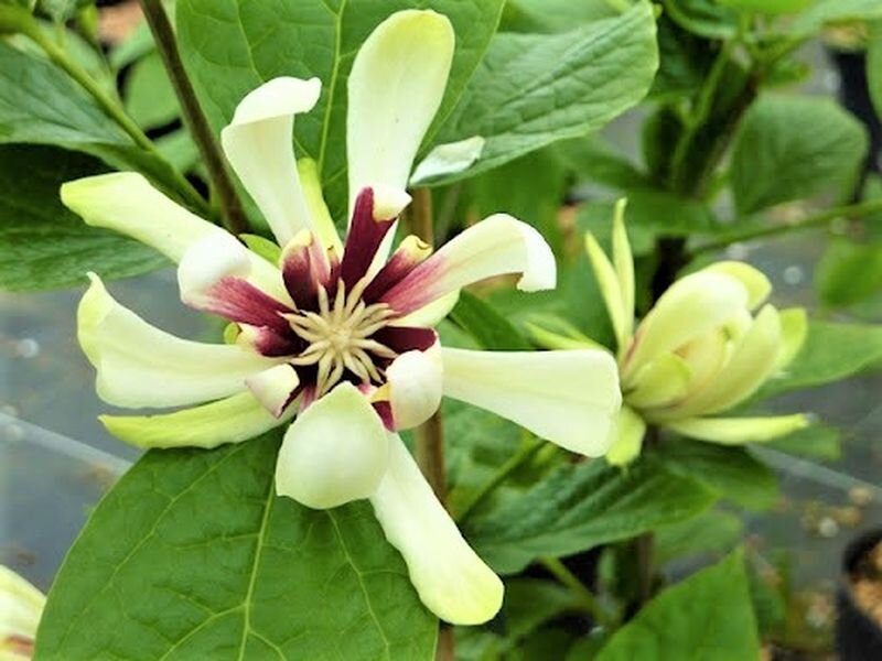  Каликантус Venus. Фото с сайта: http://euroflora.in.ua.