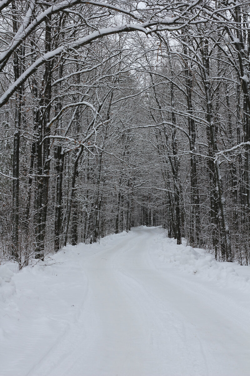 Ну очень красивый зимний лес, просто сказка. Были в эти выходные, я отдохнула немного. Природа всегда помогает в поисках баланса. 