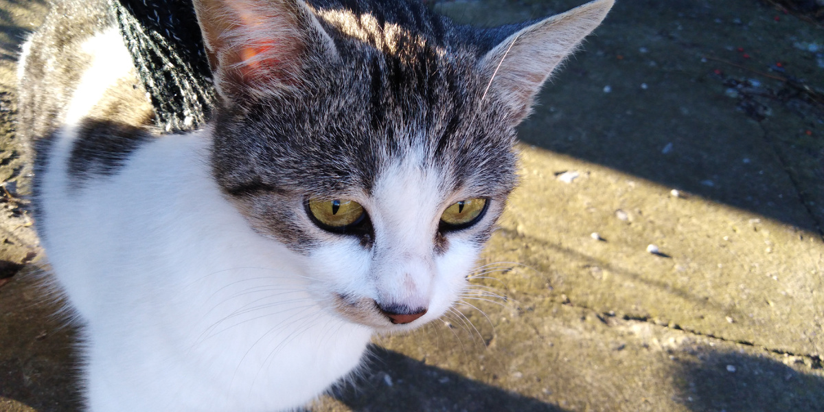 Гуляет в первый дни, тут она печальная