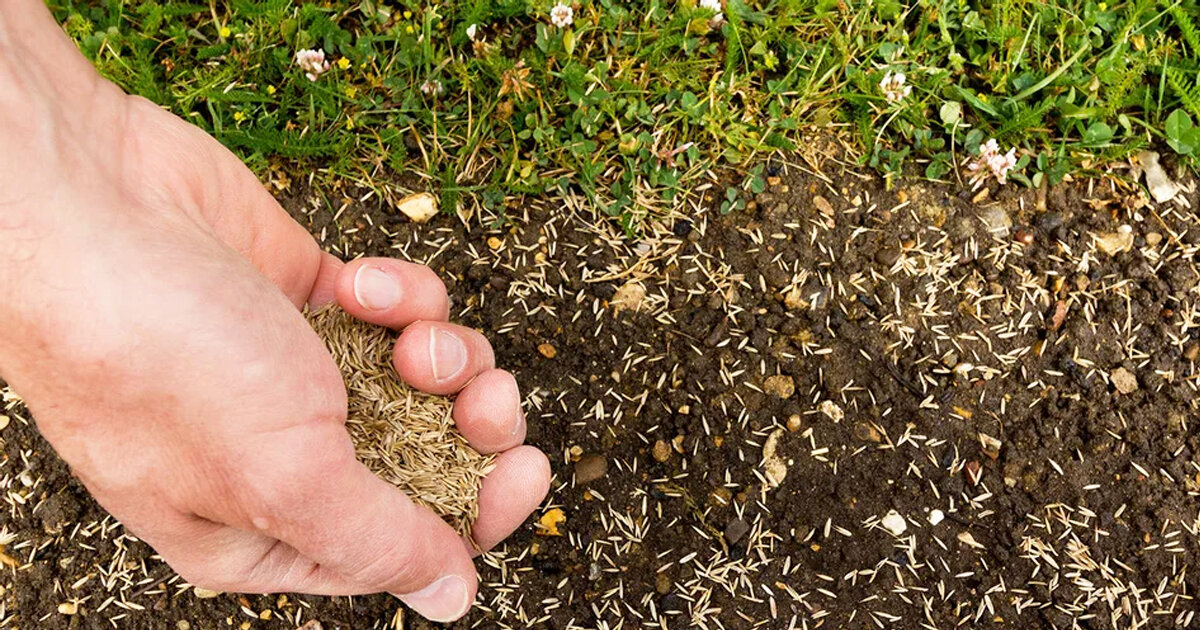 Посев семян