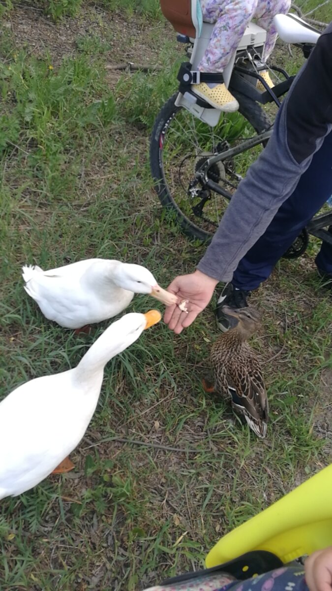                                                 Батон им очень понравился.