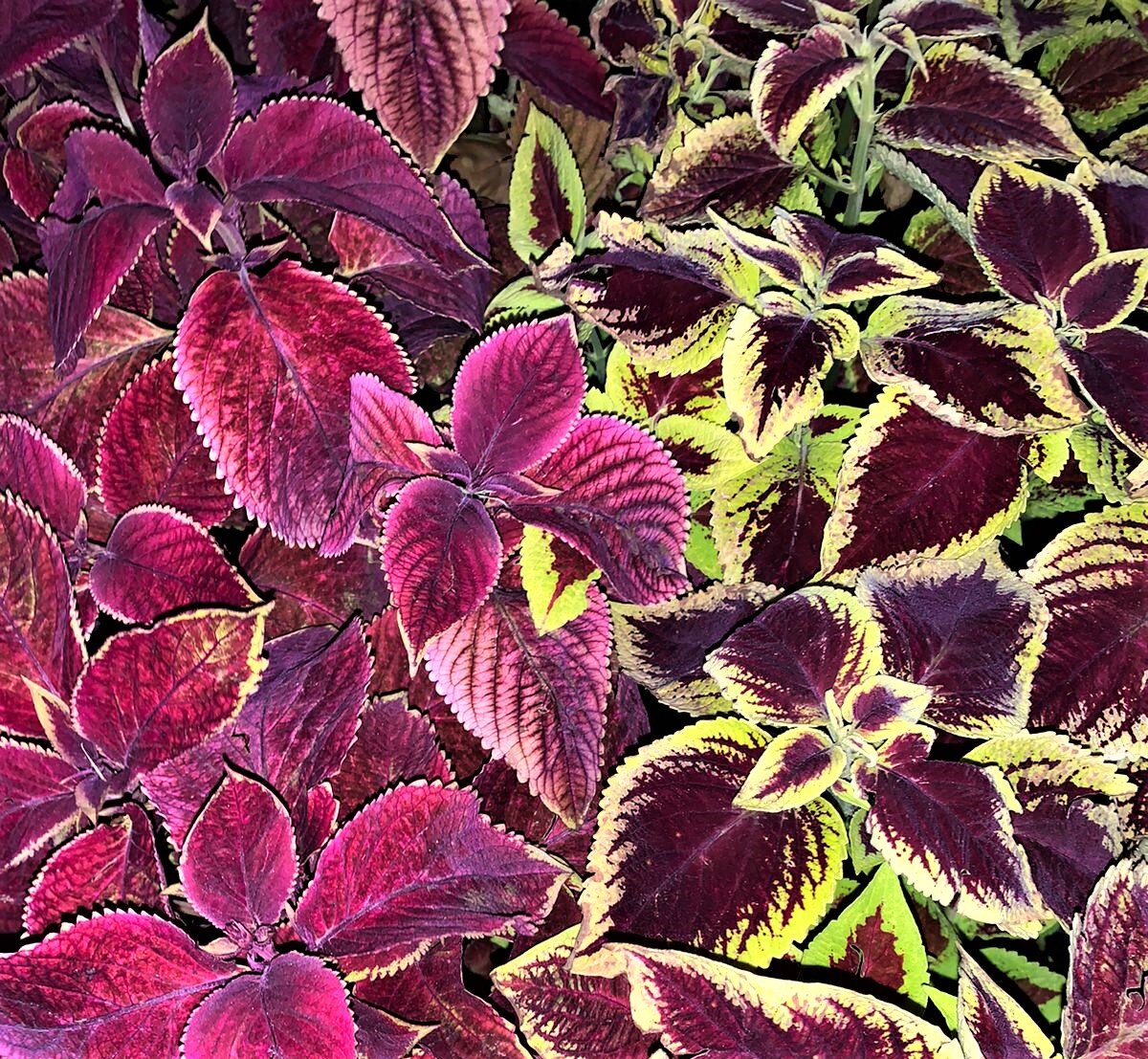 Вера и надежда. Работа Т. Федуловой.