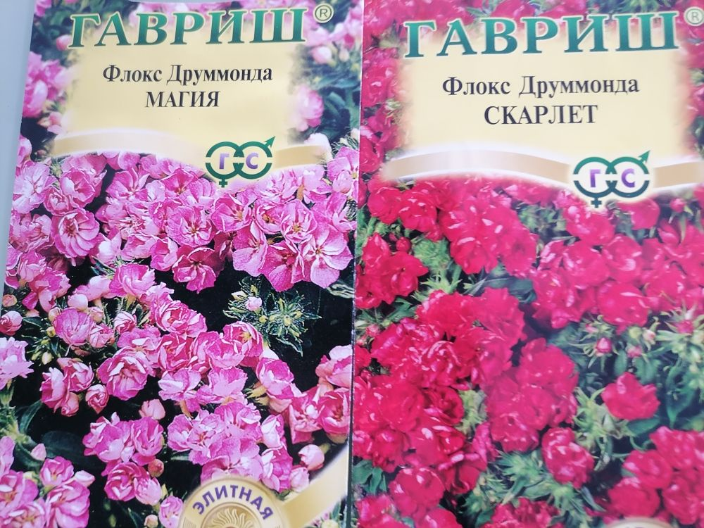 Мои будущие флоксы, фото автора