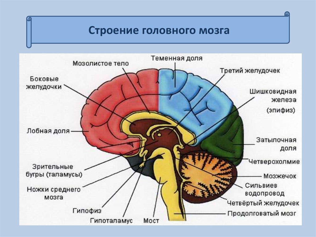 Отделы мозга человека картинка