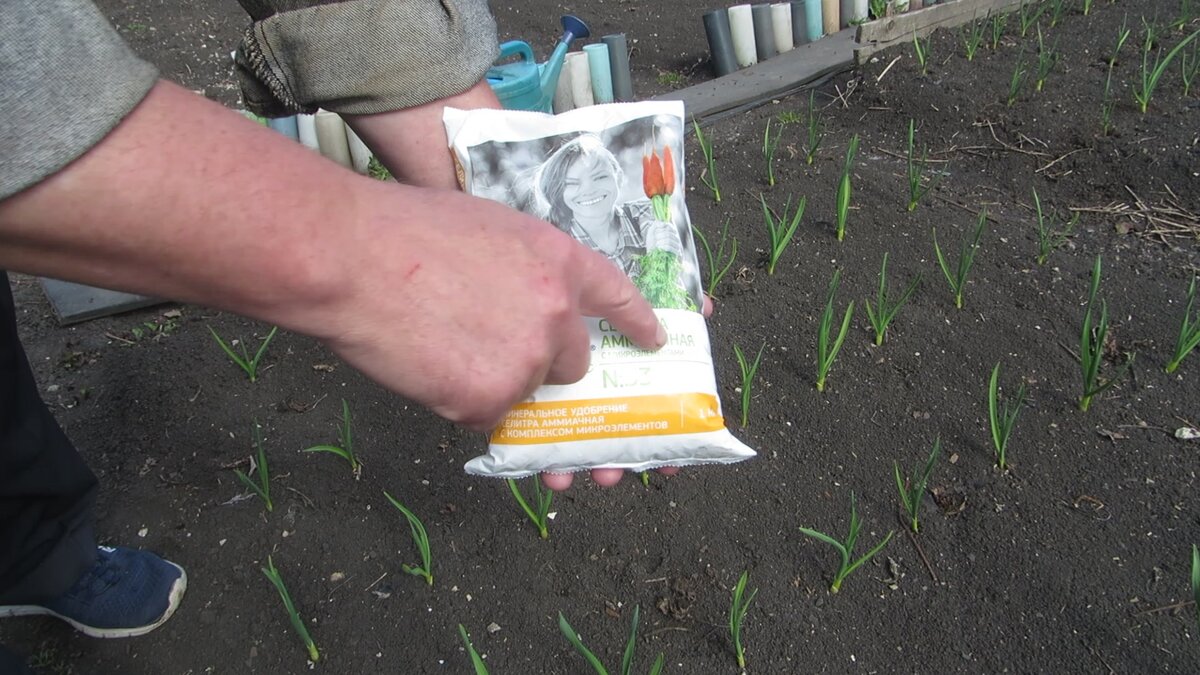 Аммиачная селитра