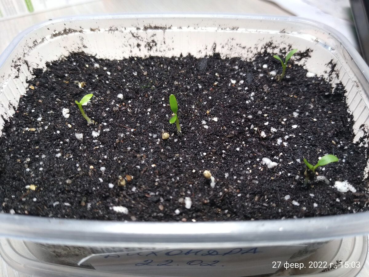 Всходы семян дихондры Изумрудный водопад на пятые сутки после посева