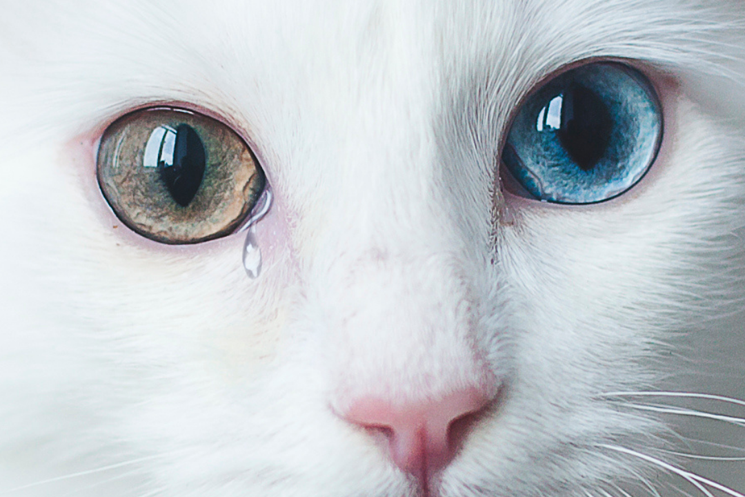 У котят текут глаза. У кошки слезятся глазки. Почему у кошки текут глаза. Почему у кошки текут слезы.