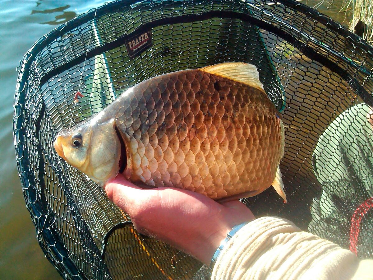 Караси просто обожают червей с моей фермы! 