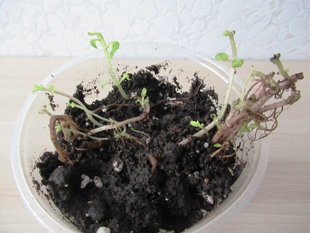 Как вырастить цветок Монарда, известную как лимонная мята и бергамот ...