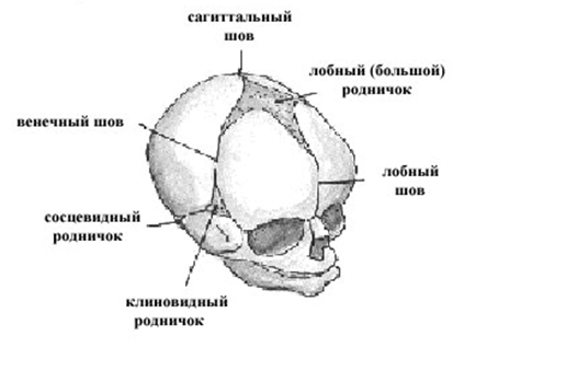 Расположение Родничков