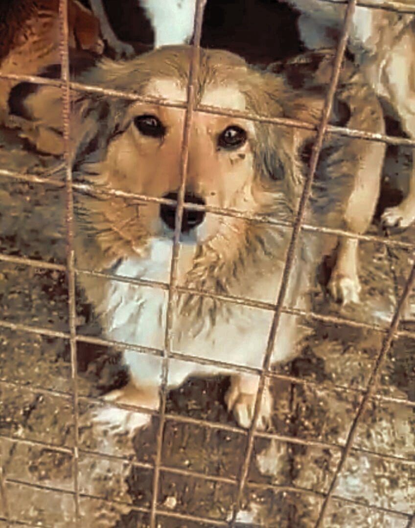 Героиня статьи, будущая Ника в отлове