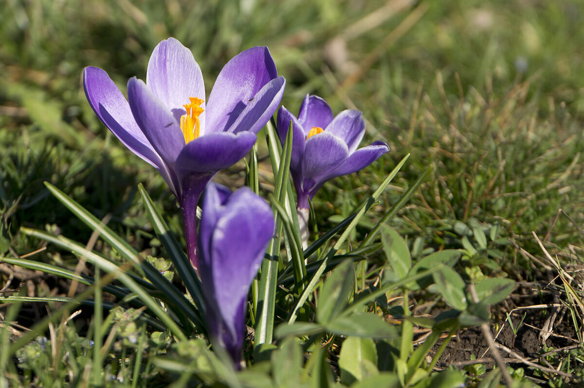 Шафран Адама