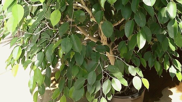 Крошка Бенджаменчик