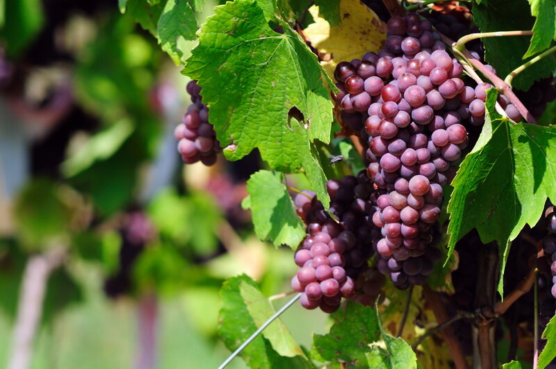 Читать онлайн «Как вырастить виноград и другие любимые ягоды», Виктор Жвакин – Литрес