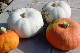 Твердокорые тыквы — очень сладкие! 