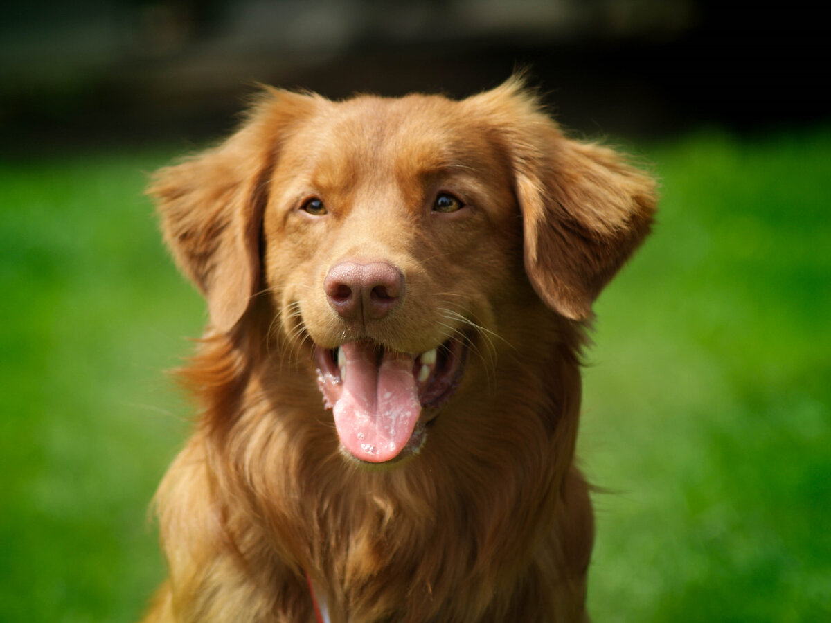 картинки собак породы новошотландский ретривер фото