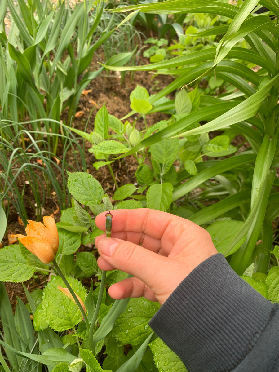 Семенная коробочка