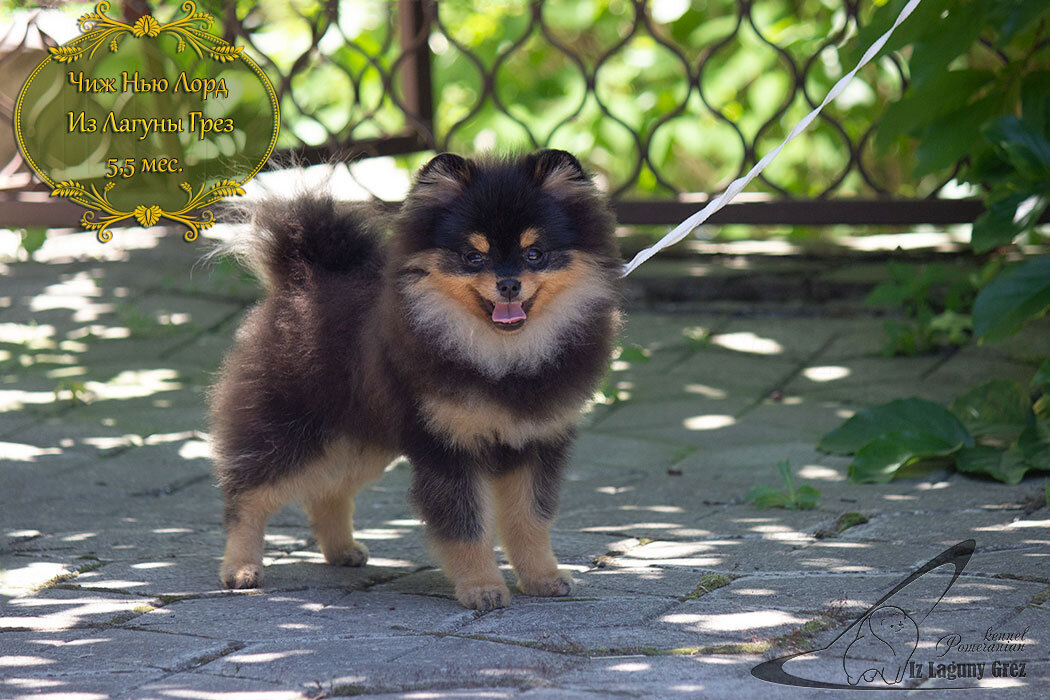 Чиж Нью Лорд Из Лагуны Грез