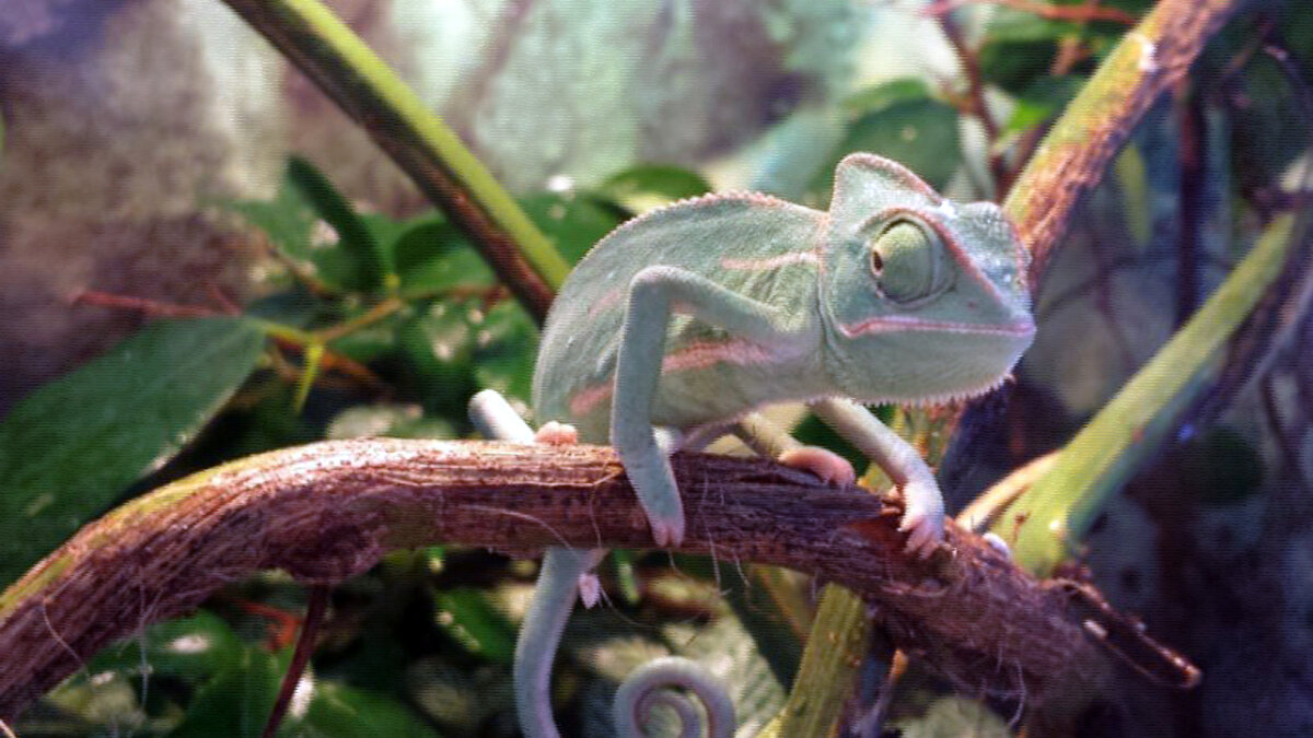 источник фото: fun-cats.ru