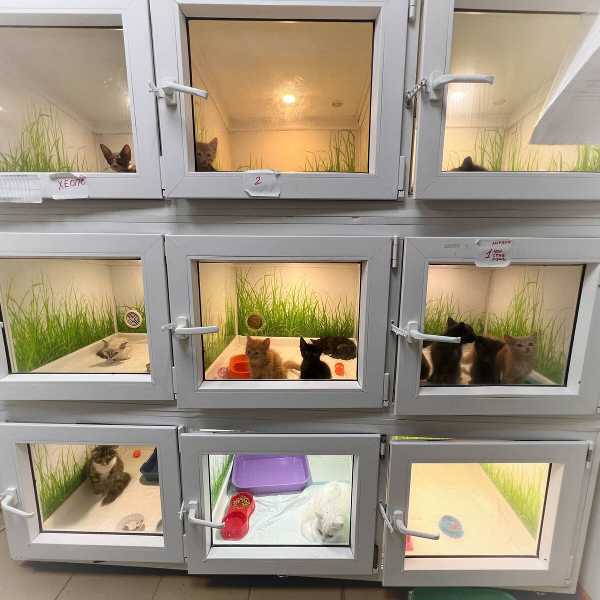 Стационарный блок в приюте