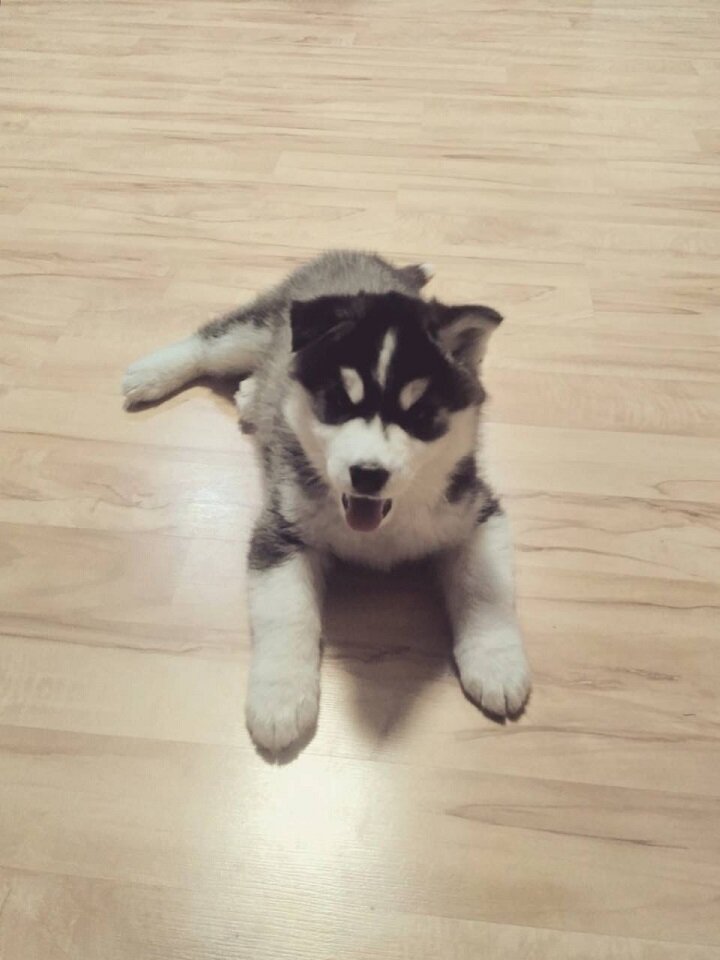 -Я вырасту и со всей мебелью справлюсь! Или победю? Как правильно?