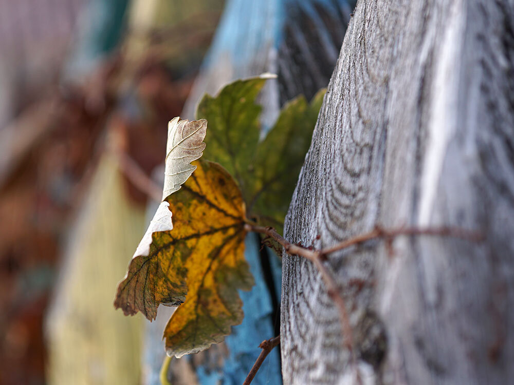 Дело было осенью...
