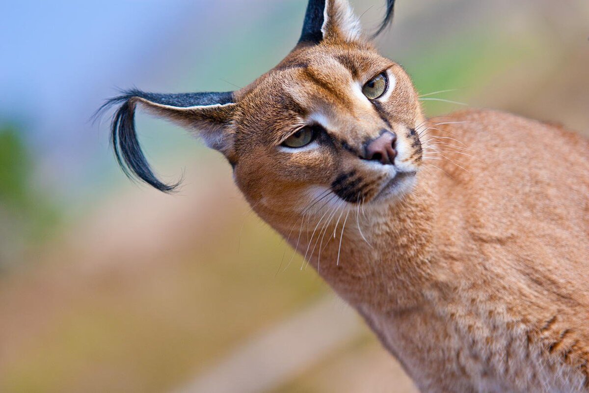 Заметки про котов от Графа:Каракал (Caracal caracal)-Черное ухо | Котенок  по имени Граф | Дзен