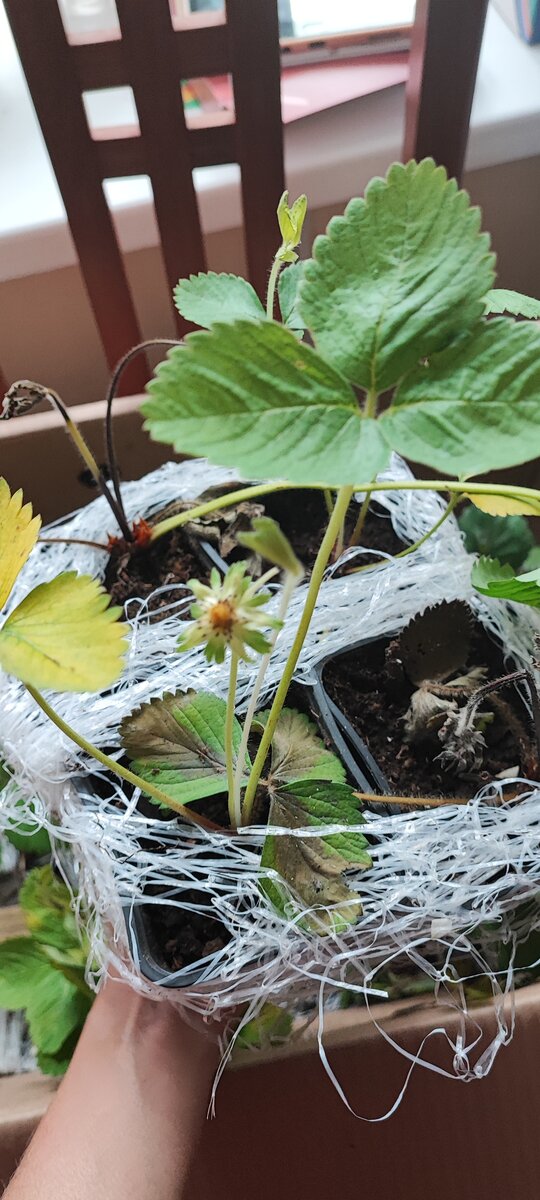 такое ощущение, что растениям не хватало солнца