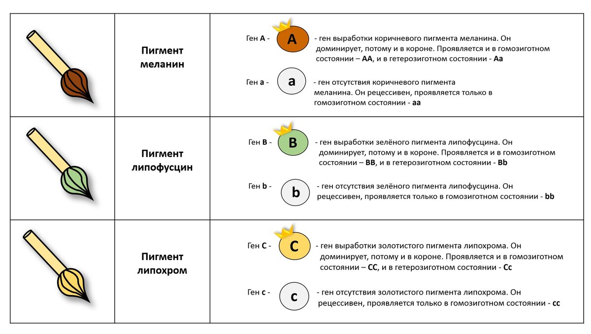 Передача цвета глаз по наследству схема