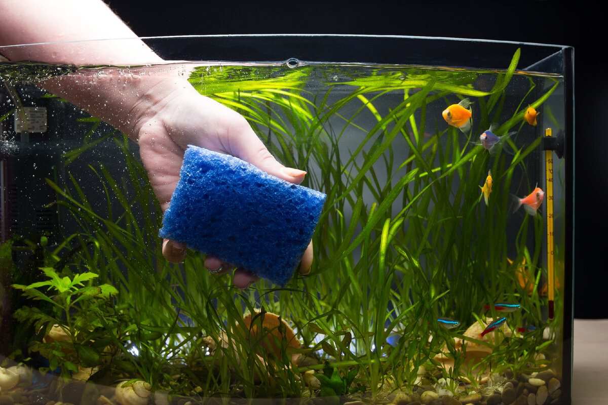 Cloudy Aquarium Water: common causes & solutions