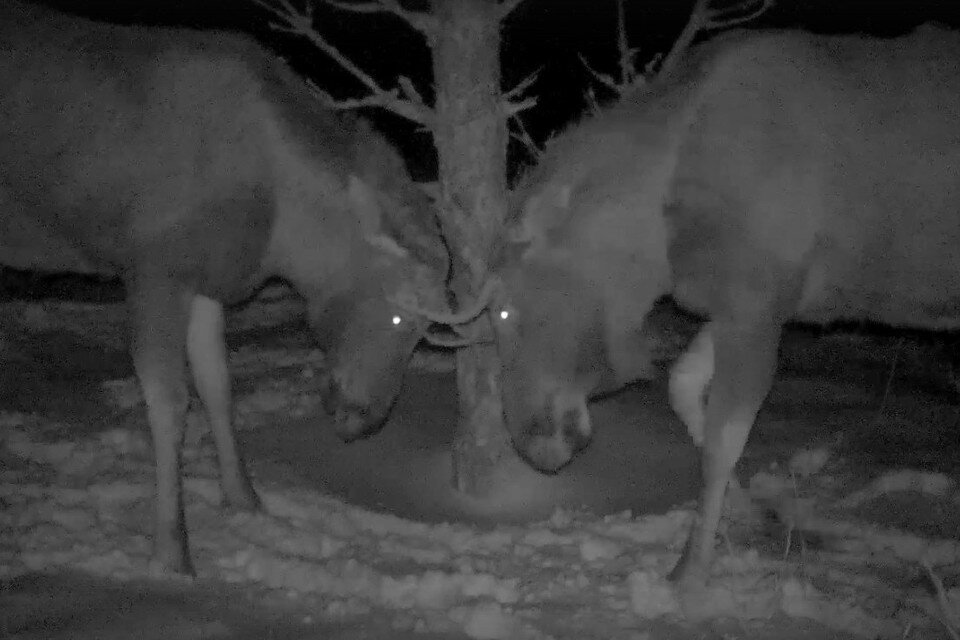     В фотоловушку Окского заповедника попал дружеский турнир лосей. Видео Фото: Окский биосферный заповедник