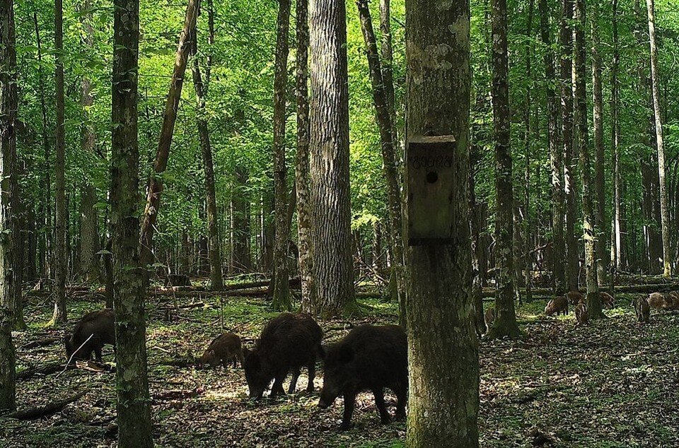     Дикие животные - самые частые герои "фотосессий" фотоловушек. Фото: ГПУ НП Беловежская пуща
