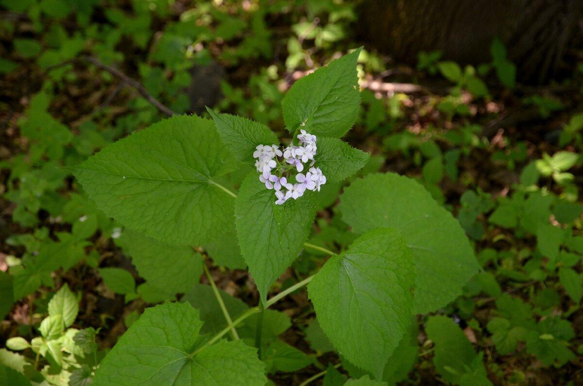 Лунник оживающий розовый