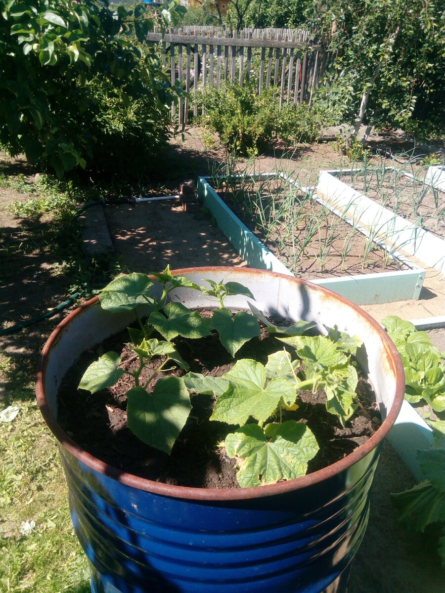 Эти огурчики посажены позже в третью бочку