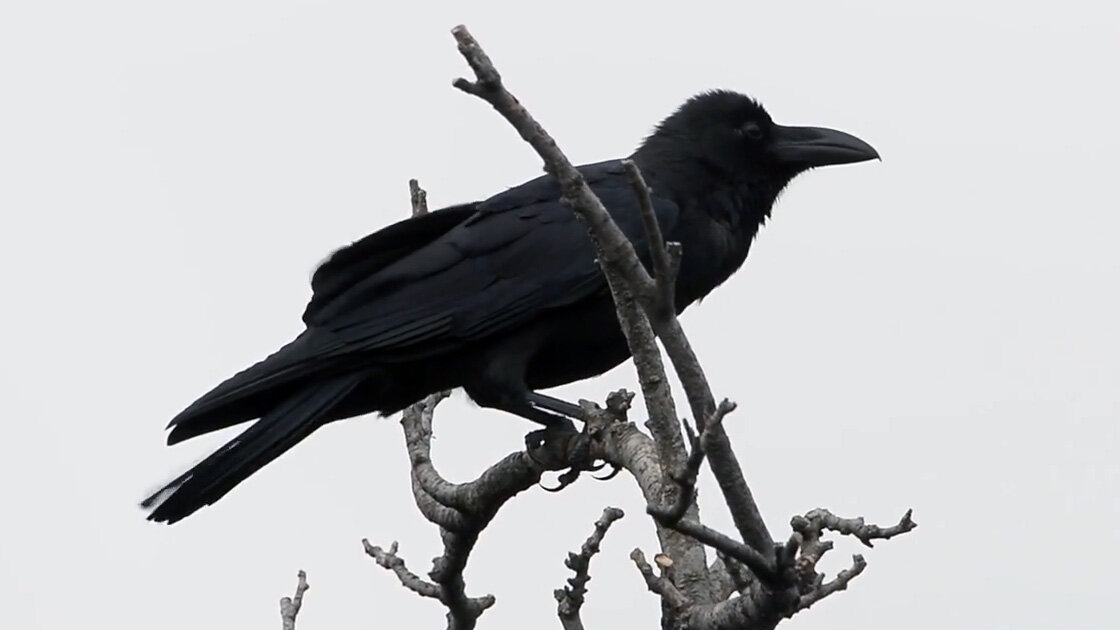 Три вороны спозаранку подрались из-за баранки. Три вороны. Ворона три раза. Ворона три раза. Вороны накаркали.