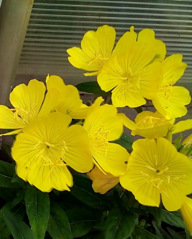 ... ЖИТЬ СЧАСТЛИВО