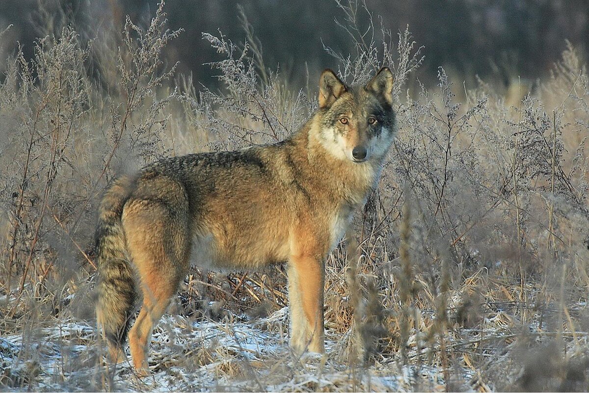 wolf фотография Stock Adobe Stock