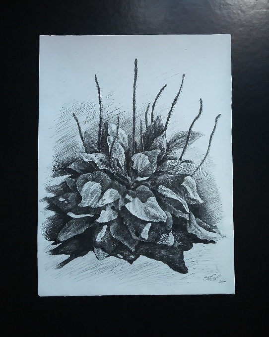 Люблю рисовать растения чёрной гелевой ручкой.