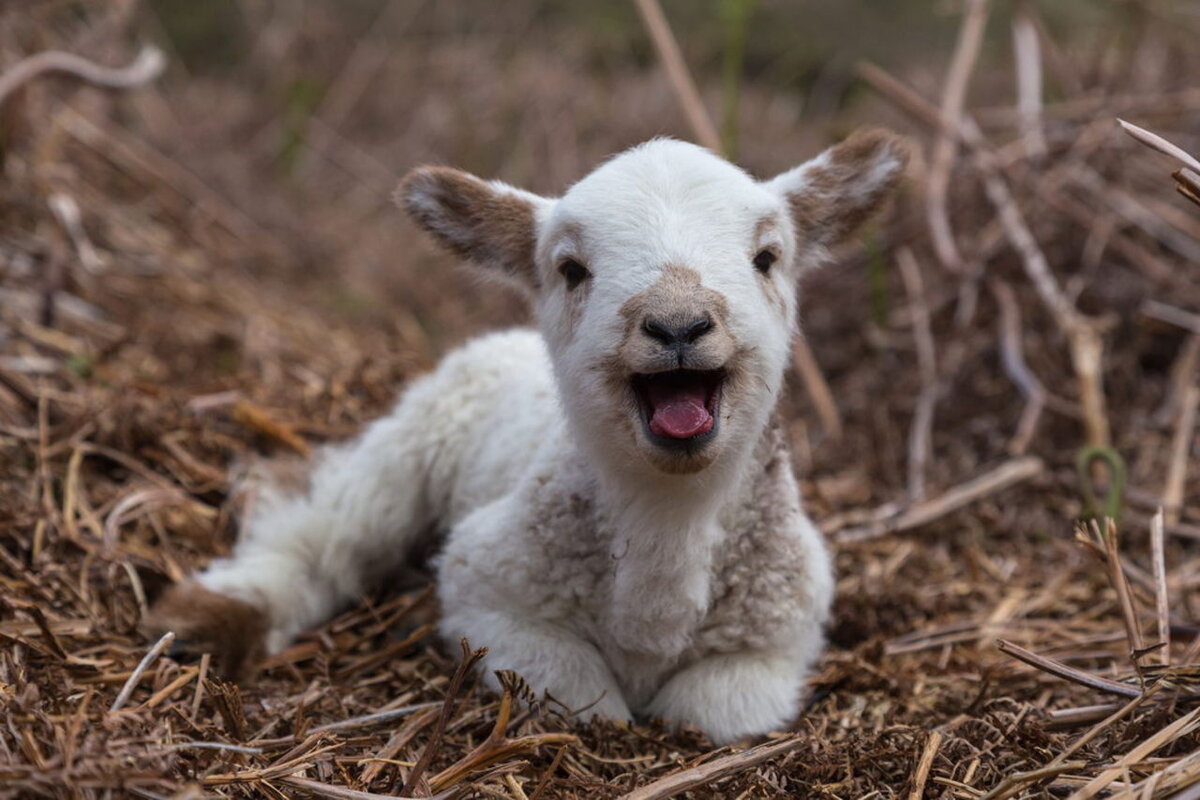 Вся правда об овцах: они вовсе не глупые и совсем не беззащитные