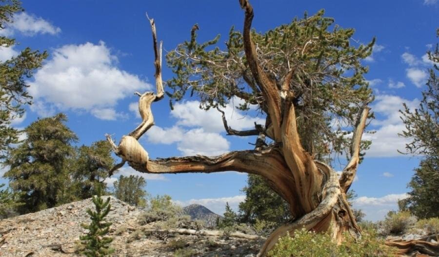 Фото: Яндекс