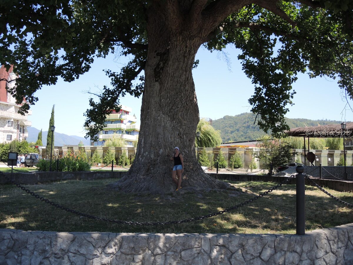 Фото из личного архива. Тюльпанное дерево